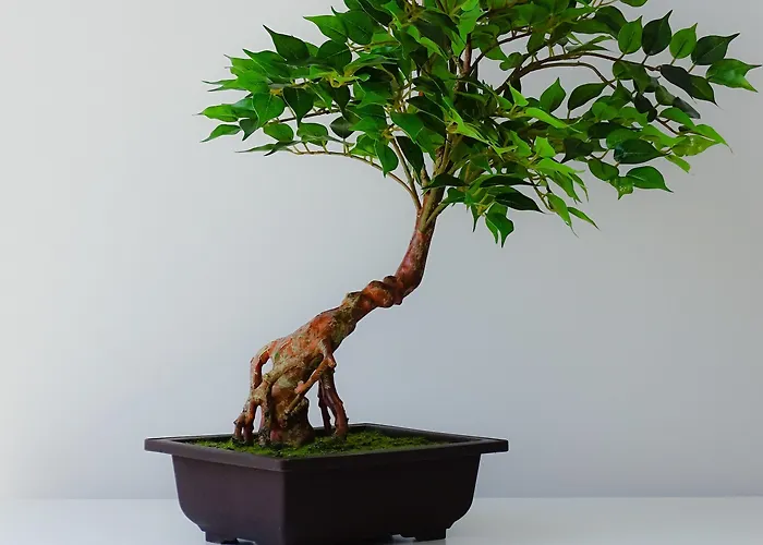 Rs Apartamento Porto